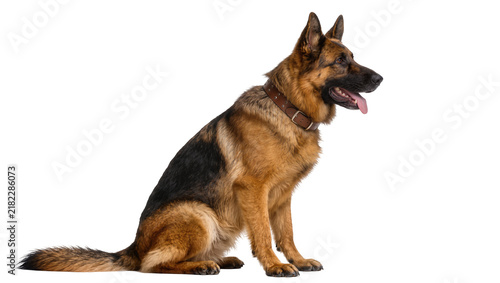Foto German Shepherd dog with brown collar sitting, isolated on transparent backgroun