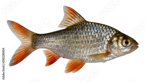Fotografía Small silver fish with orange fins, isolated on transparent background