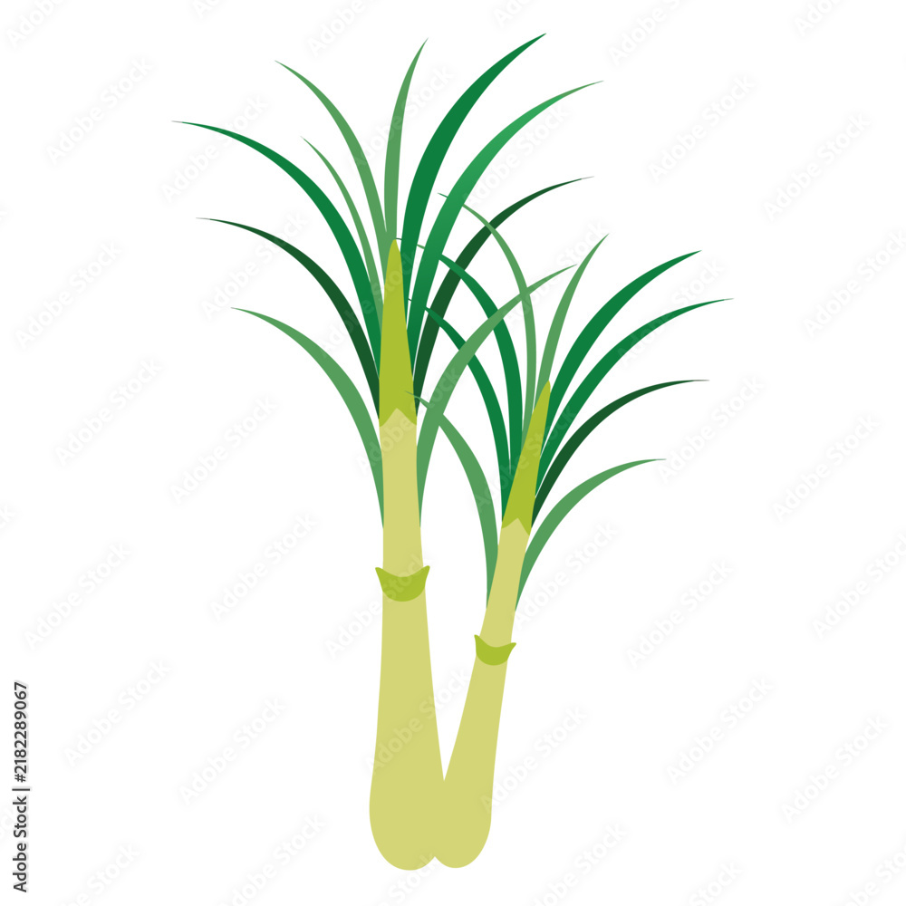 Obraz premium Two fresh green onions scallion 3D illustration isolated vegetable