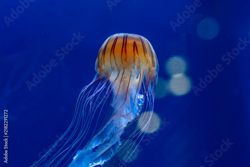 Canvastavla Jellyfish (クラゲ)