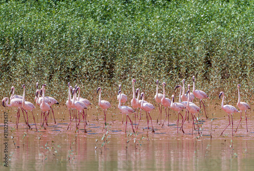 Foto Lesser Flamingo, Phoeniconaias minor