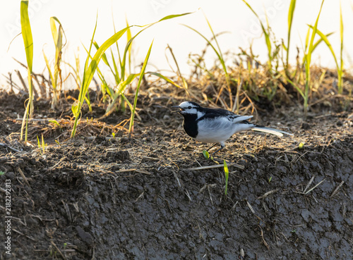 Foto Black-backed Wagtail, Motacilla lugens