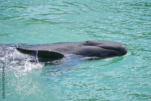 Obraz na płótnie Whale swimming at the surface of clear turquoise water