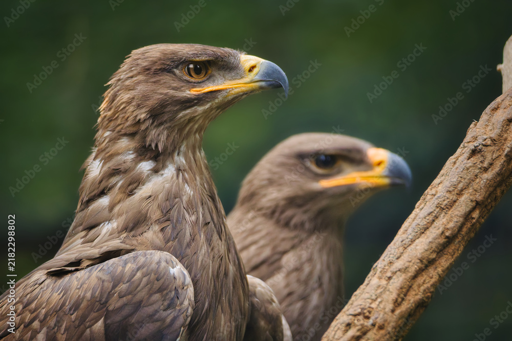 Obraz premium Majestic Steppe Eagles side by side, close-up portrait of powerful birds of prey against a blurred natural green forest background
