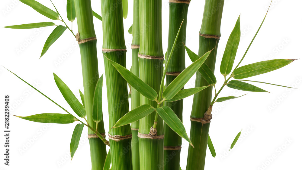 Obraz premium Vibrant green bamboo stalks with delicate leaves, isolated on transparent background