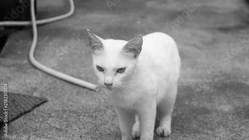 Konstfotografi Based on its physical traits, this kitty looks exactly like a Domestic Shorthair with a solid white coat