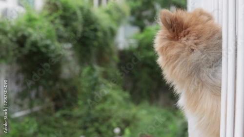 夏の家のベランダで楽しく遊んでいる可愛いポメラニアンの子犬の姿