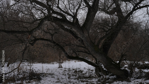 Foto Old spooky tree in a dark winter forest