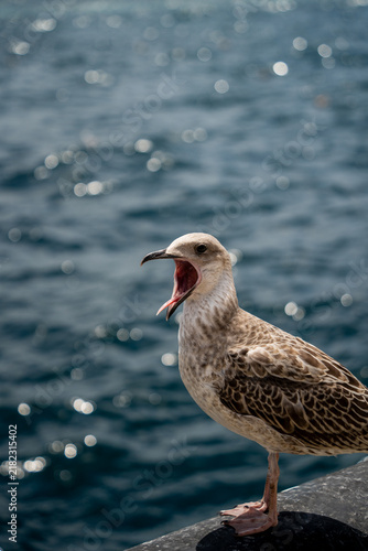 Canvas Print Young seagull stands with wide open beak on blurred sea background