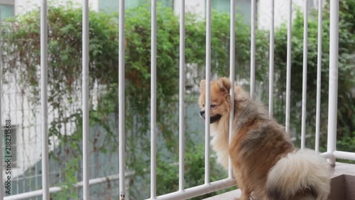 夏の家のベランダで楽しく遊んでいる可愛いポメラニアンの子犬の姿