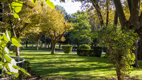 Obraz na plátně Parque verde iluminado por la luz del sol entre árboles y arbustos