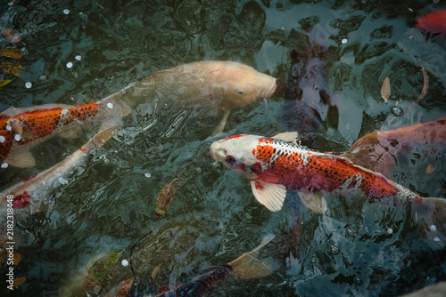 фотографія Japanese koi carp