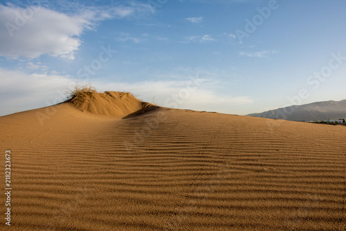 Cuadro en lienzo Wind-Shaped Golden Sand Dunes with Sparse Vegetation and Mountains