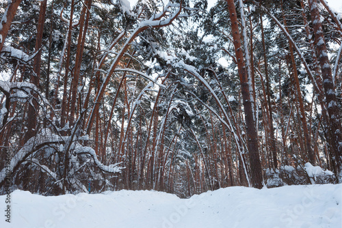 Photography A snow-covered pine forest landscape before sunset in a Moscow park