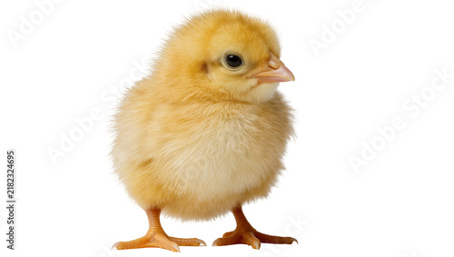 Fluffy yellow baby chick with beady eyes, isolated on transparent background