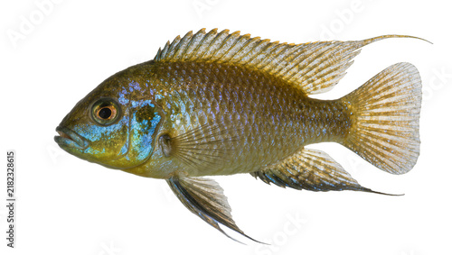 Quadro su tela Golden and blue cichlid fish with detailed fins, isolated on transparent backgro