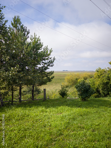Green field and trees under a cloudy sky in a rural landscape with pine trees
