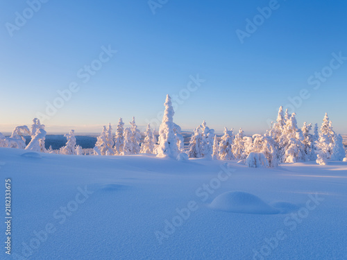 Majestic snowy spruce trees under sunset sky in winter. Serene winter landscape with frozen trees and bright horizon at the evening. Background, wallpaper, postcards.