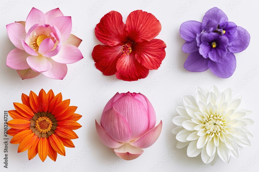 Obraz premium The Vibrant Six Flower Display Featuring Pink Lotus, Red Hibiscus, Purple Blooms and More