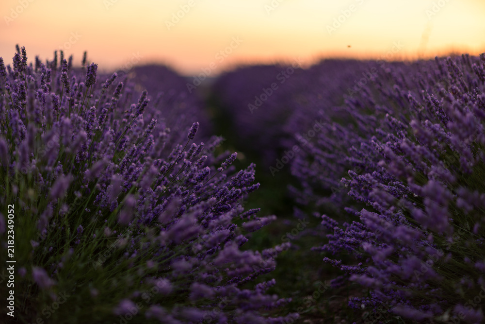 Obraz premium Blooming purple lavender flowers create a peaceful natural landscape at dusk with warm skies