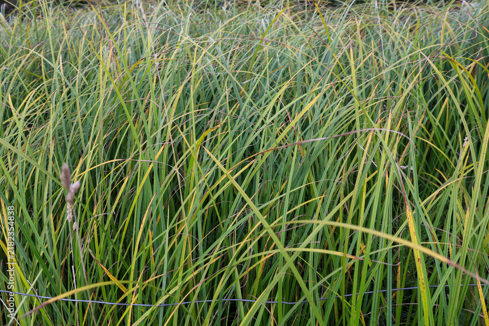 Obraz premium Dense thickets of long green and yellowish sedge grass completely fill the frame in a natural habitat. The textured meadow vegetation captures the atmospheric freshness of late summer or early autumn.