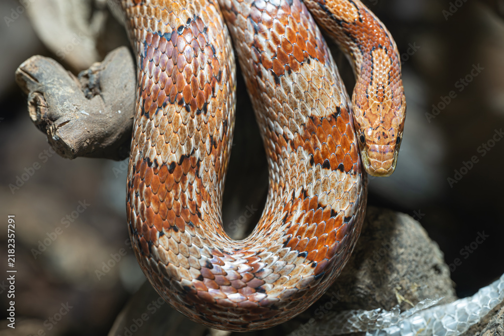 Fototapeta premium Close-up of a colorful snake coiled around a tree branch, displaying detailed orange, brown and cream scales. Reptile photographed in a natural enclosure with a shed skin visible below