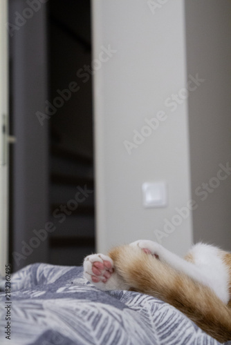 Close-up of a cat's paws resting on soft bedding