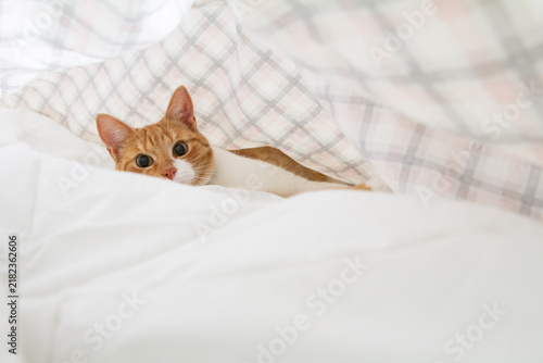 Peaceful house cat resting on soft bedding in a bedroom