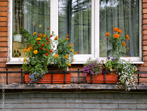 Fotografía A row of flower pots on a window sill, a home decor idea