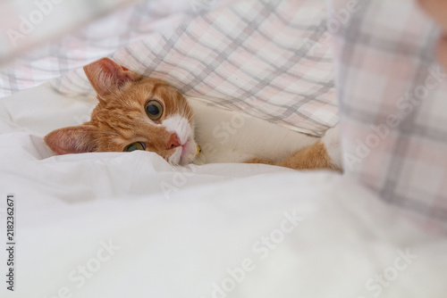 Relaxed cat lying comfortably on a bed at home