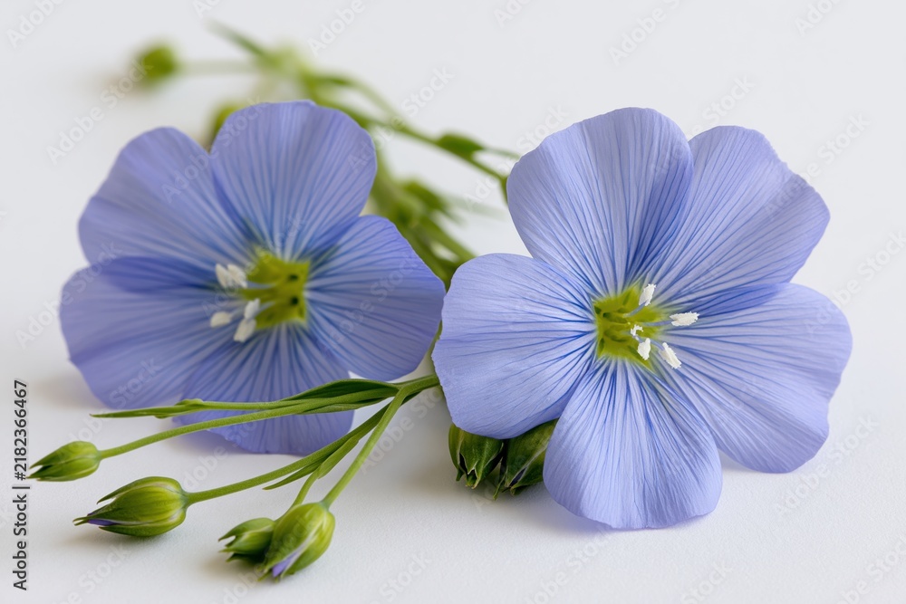 Obraz premium The blue flax flowers on white background with delicate petals and buds