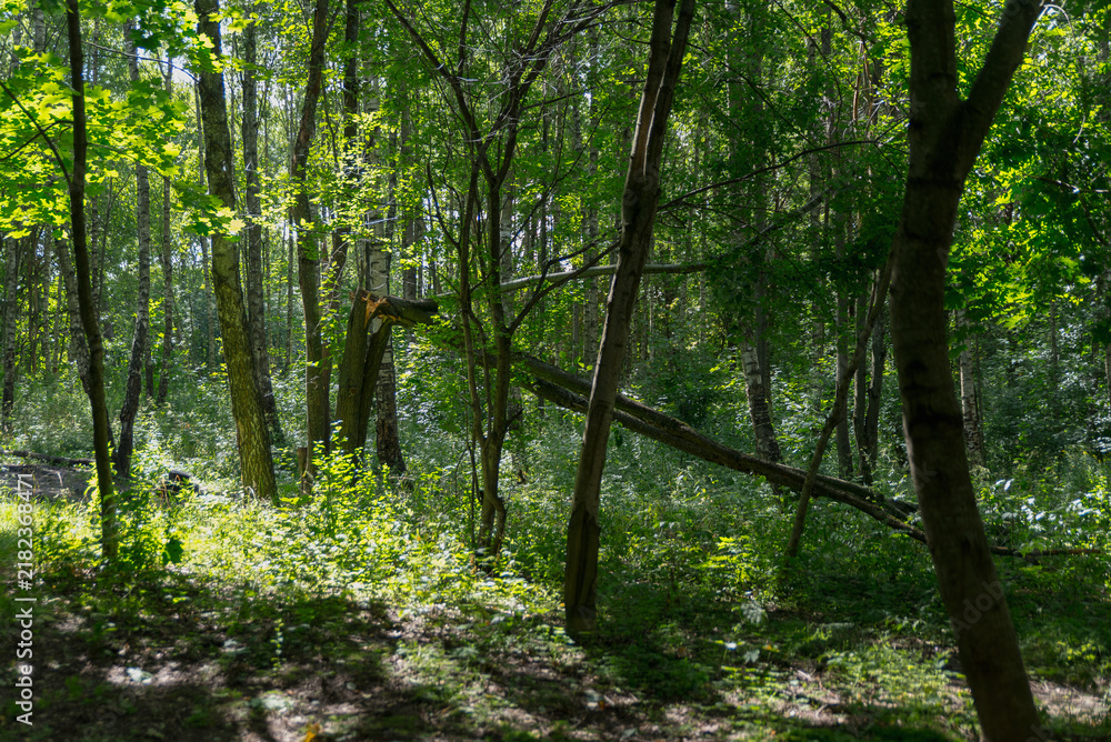 Fototapeta premium A serene forest scene with tall green trees and sunlight filtering through the leaves. The ground is covered with grass and small plants, creating a peaceful atmosphere.