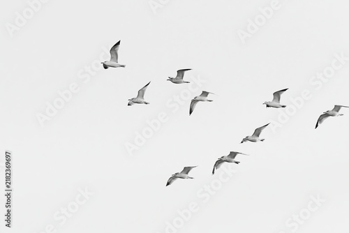 The Birds in Flight Across a Quiet White Sky Forming a Graceful Arc