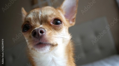 A small Chihuahua puppy sniffs the air with a keen nose, exploring scents in a cozy indoor setting — intimate lifestyle stock footage focusing on curious canine behavior and close-up details. 