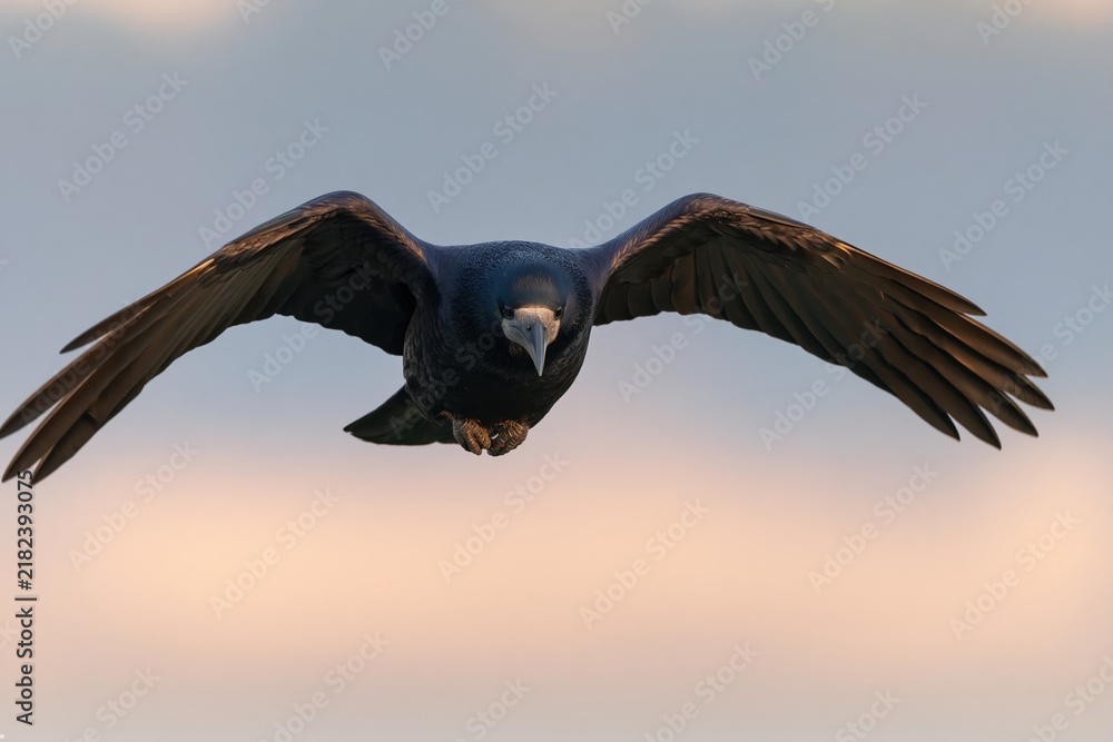 Fototapeta premium The Raven in Flight Over a Warm Sunset Sky Silhouetted Against Clouds