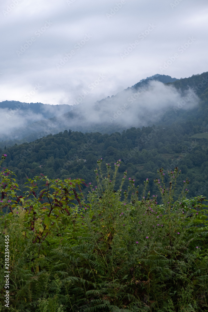 Obraz premium Purple Wildflowers on Hillside Overlooking Foggy Mountains and Low Clouds