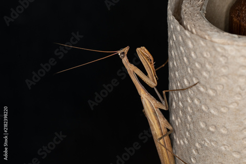 Mantis perched on paper towel