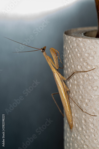 Curious Mantis on a Roll