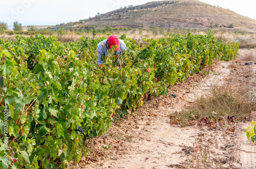 Day laborer harvesting grapes in la rioja vineyard
