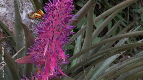 Slow Motion Yellow Butterfly Landing on Purple Succulent Bloom