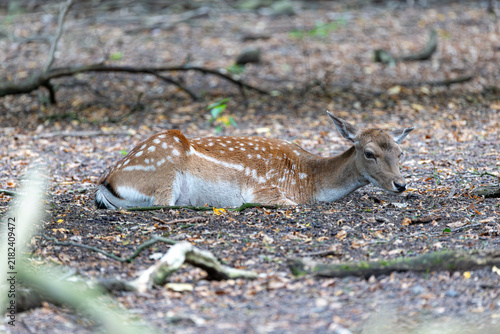 Photography Reh im Wald