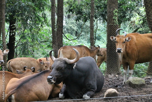 Canvas Print herd of cows in the safari
