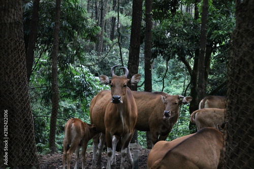 Photography herd of cows in the safari