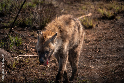 Obraz na płótnie wild dog