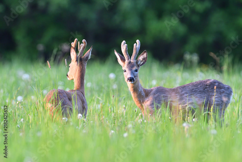 Portrait of roe deer on the  pasture 