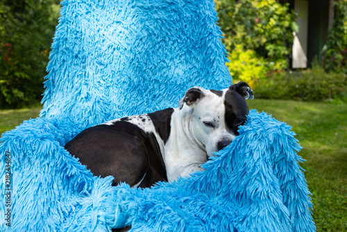 A black and white pit bull is relaxing outdoors, lying on a sun lounger.