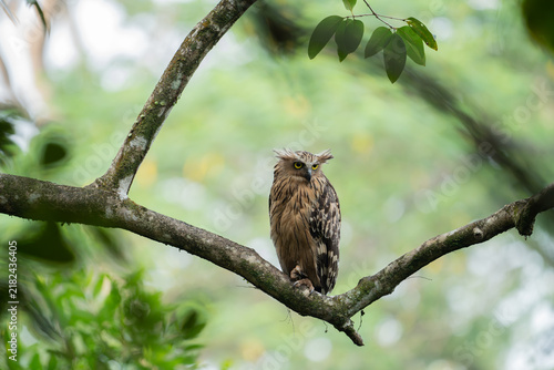 Buffy Fish Owl Bird (Ketupa ketupu) sitting on a branch