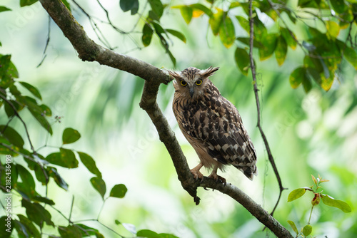 Buffy Fish Owl Bird (Ketupa ketupu) sitting on a branch
