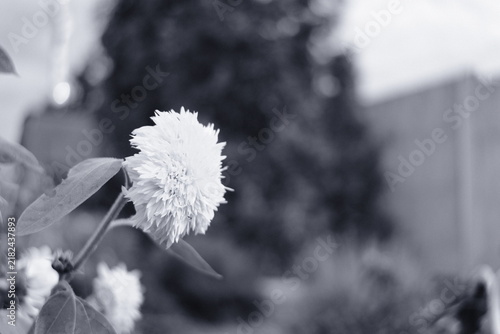 Photography Black and white close-up of wilting sunflowers in a garden