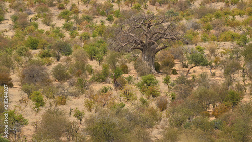 Konstfotografi African Baobab Tree in Natural Landscape